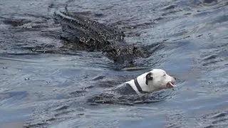 ALLIGATOR TAKES BULLDOG