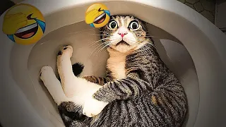 Funny Dogs And Cats Videos 2024 😹🐶 TRY NOT TO LAUGH😍