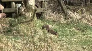 Red Squirrels in Borrowdale