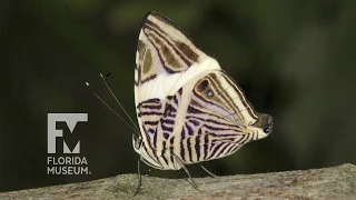 Butterfly Rainforest Moment: Mosaic Butterfly