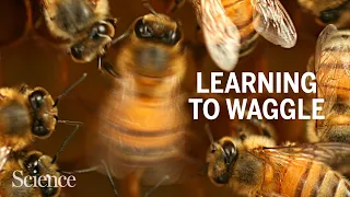 Honey bees perfect their waggle dances by learning from elders