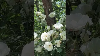 White flowers by the sea in Bulgaria