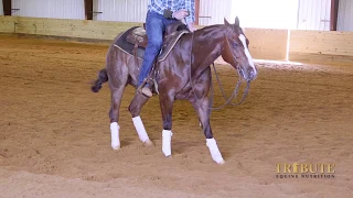 Gabe Reynolds Cutting Horses