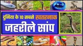 दुनिया के 10 सबसे खतरनाक और जहरीले सांप | Top 10 Most Venomous Snakes In The World