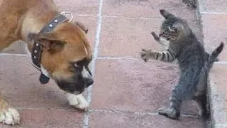 😺 Пёс - берегись! 🐶 Смешное видео с собаками, кошками и котятами! 🐱