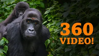 360: Looking for endangered gorillas of the Congo - BBC What's New?