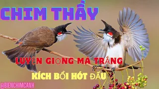 Chào mào giọng chuẩn già rừng | Chim thầy luyện giọng má trắng | Kích bổi hót đấu