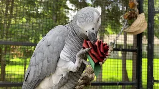 Bean's HAPPY PLACE! | African Grey Learns to Enjoy An Outdoor Aviary