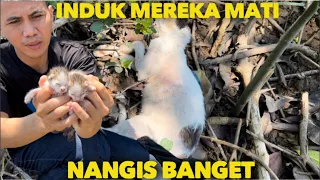 INDUK MEREKA TERNYATA SUDAH MATI TINGGALIN ANAK ANAK NYA