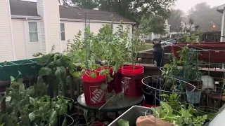 Garden vs Another Storm
