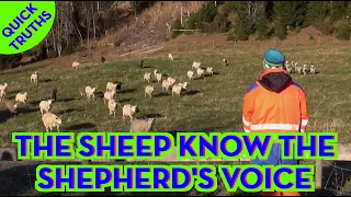 The Sheep know the Shepherd's voice - Quick Truth
