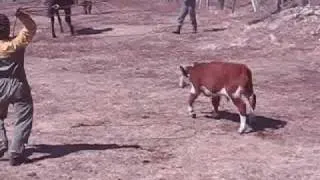 pialada del tizon en rio pico - chubut- argentina