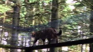 A Scottish wildcat moving between enclosures at the Highland Wildlife Park