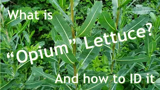Opium Lettuce/ Spiny Lettuce/ Wild Lettuce ID and Uses