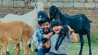 Ali ko Bakri 🐐 ka baby dilwa deya 😱 || Bht khatarnak wolf 🐺 dekha 😳 || Bach Gaye aj to 😳 ||