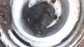 Adorable Puppy Accidentally Gets Head Stuck in Tire