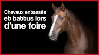 Pétition : Chevaux entassés et battus lors d'une foire !