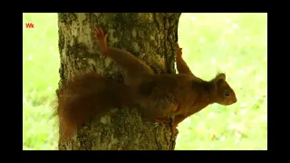 Eichhörnchen in Bewegung (2021)