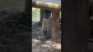 Wesley (service dog) seeing a Florida Panther for the first time #servicedog #zootampa