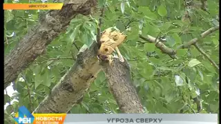 Иркутяне жалуются на деревья, которые могут рухнуть в любой момент