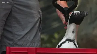 Penguins arrive at Ripley's Aquarium