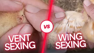 How to tell male or female chick | Vent Sexing | Sexing methods | How to tell gender