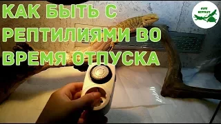 как быть с рептилиями во время отпуска (+обзор на таймер для террариума)