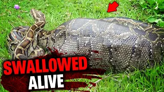 Woman SWALLOWED By GIANT PYTHON While She Was Still ALIVE!
