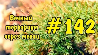 #142 ВЕЧНЫЙ ТЕРРАРИУМ ЧЕРЕЗ МЕСЯЦ. EVERLASTING TERRARIUM IN A MONTH.