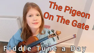 The Pigeon On The Gate (Irish Reel) FIDDLE TUNE A Day