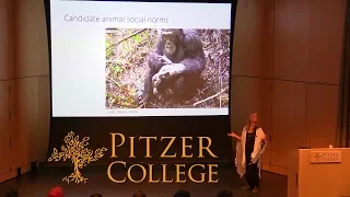 Kristin Andrews: "Normative Cognition in Great Apes"