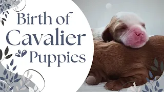 Rosie's in Labor! - Birth of Cavalier Puppies