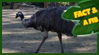 Two Facts and a Fib! | Emu | The Wishmas Tree