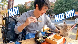 A Day in the Life of Japanese Travel YouTuber in Nara #269