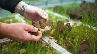 Part 2: The Story Behind our Record Yield of Morel Mushrooms, Cultivated Indoors in 2023