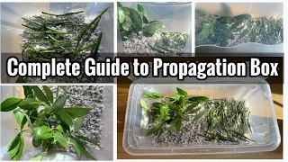 Successfully Grow Houseplants from Cuttings | Propagate Indoor Plants | How to Start Propagation Box