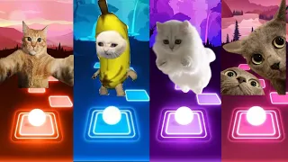 Cute Cats Songs| Wednesday Bloody Mary |  Shakira Waka Waka | Jisoo Flower | Elsa Enemy | Cat Game