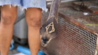 Dangerous King Cobra Snake Cooking in Thailand | Thai Street Food