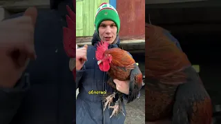 А вы знали, что КУРЫ могут нести яйца и без петуха🐔🥚