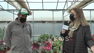 Φυτά που αντέχουν στο κρύο για κήπο και μπαλκόνι