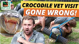 Zookeeper Hit In The Head As CROCODILE Thrashes Out Of Control! | Croc Dental Surgery GONE WRONG