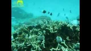 Under Water World of Indian Ocean Reef Kenya