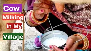 cow milking by hand beautiful girl l cow milking village life vlog