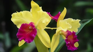 Growing and Repotting Cattleya Orchids