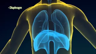 2. How Do Your Lungs Work?
