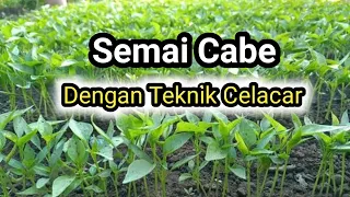 Semai Cabe dengan teknik celacar (tabur)