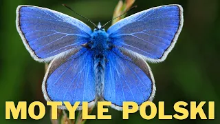 Motyle Polski. Prezentacja gatunków z napisami