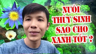 KINH NGHIỆM NUÔI CÁ 7 MÀU - GUPPY KẾT HỢP VỚI TRỒNG THỦY SINH | Túc Thịnh