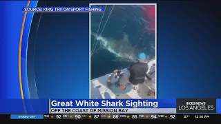 Massive great white shark spotted off Mission Bay in San Diego County