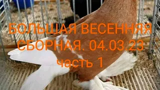 БОЛЬШАЯ ВЕСЕННЯЯ СБОРНАЯ ЯРМАРКА ГОЛУБЕЙ. МОСКВА. 04.03.23. часть 1#голуби#ярмарка#pigeon#pigeons